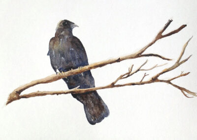 Crow on Branch